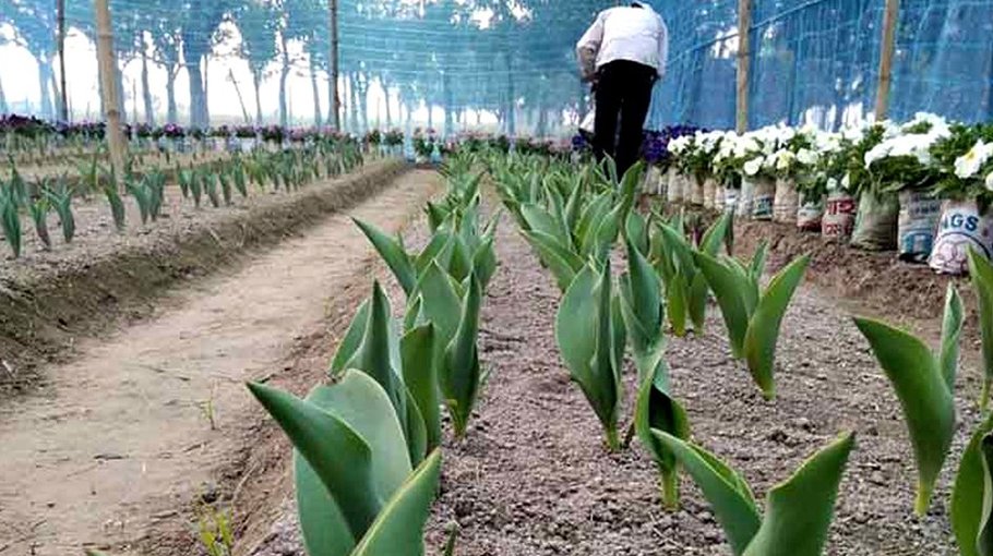 Commercial floriculture cheers  youths in Rajshahi