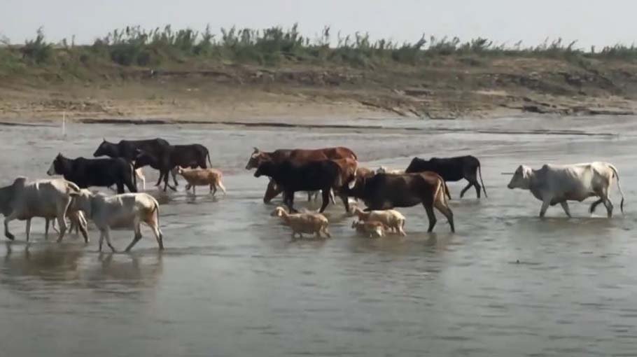 Major cattle sheds in South empty now as smuggling stops