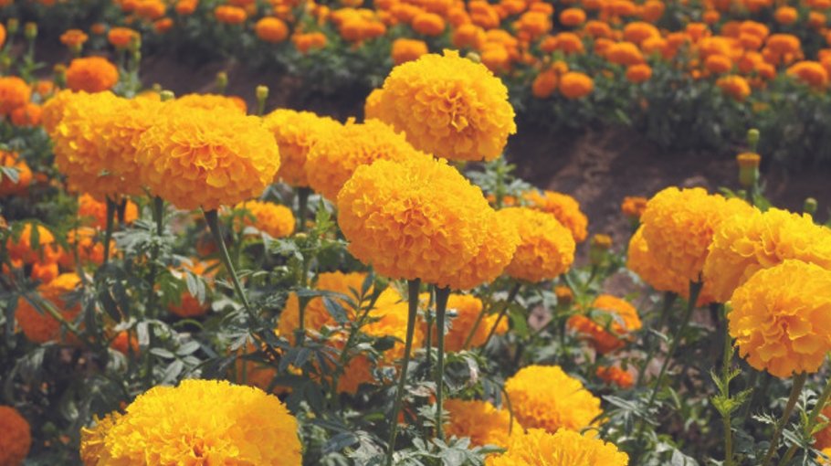 Florists expect good business ahead of three special days 