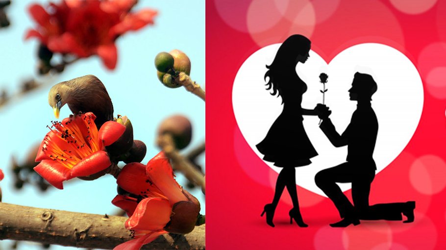 Pahela Falgun, Valentine’s   Day today
