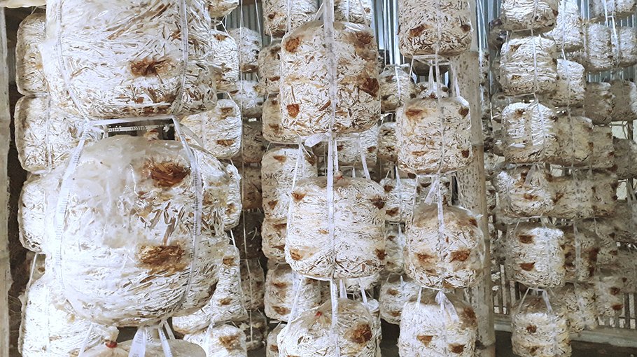 Halim’s success inspires youth to cultivate mushrooms