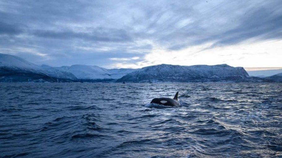 US coastline likely to rise a foot by 2050