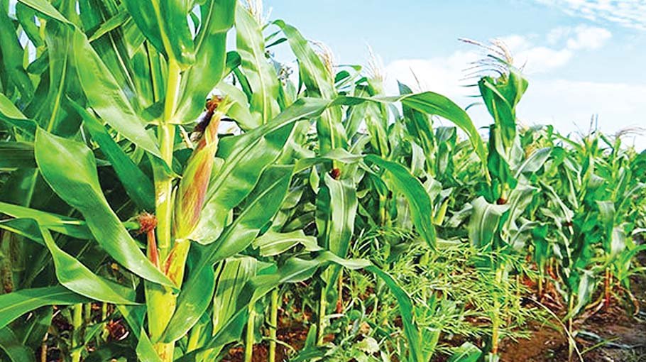 Maize production target in Chandpur is 67000 tonnes