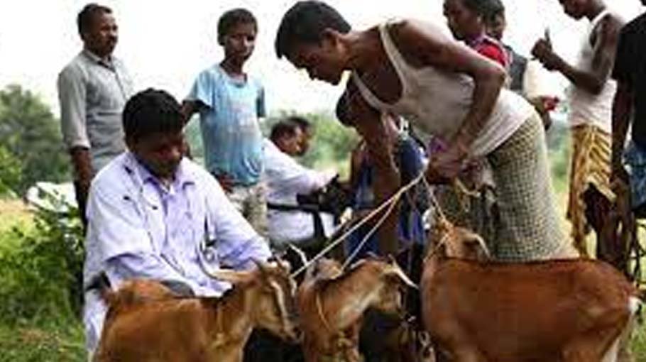 AISP provides treatment to  animals like vets illegally  