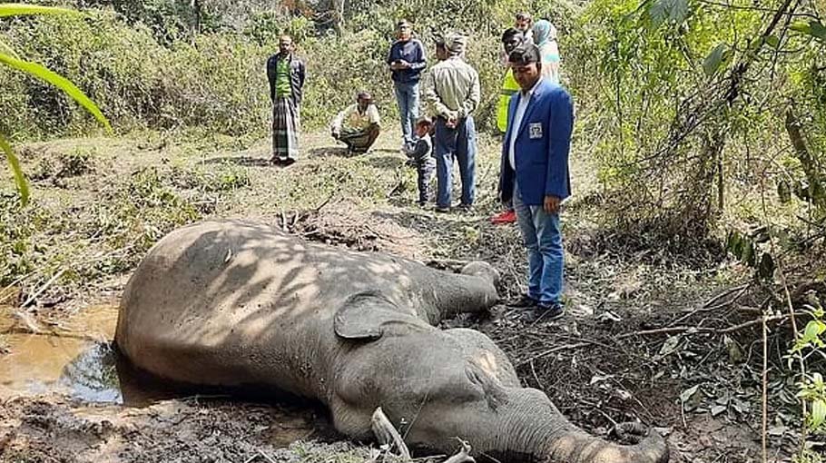 Another wild elephant found dead in Sherpur