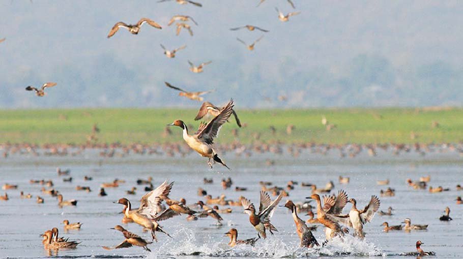 Milemari village abuzz with chirping of migratory birds