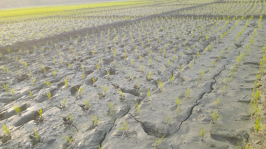 Decline in water affects Boro, watermelon cultivation