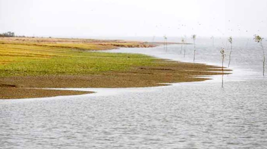 Authorities planting Keora saplings on new Char near Hatiya