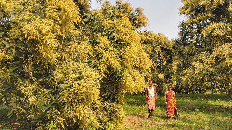 Bumper mango yield predicted in Chuadanga