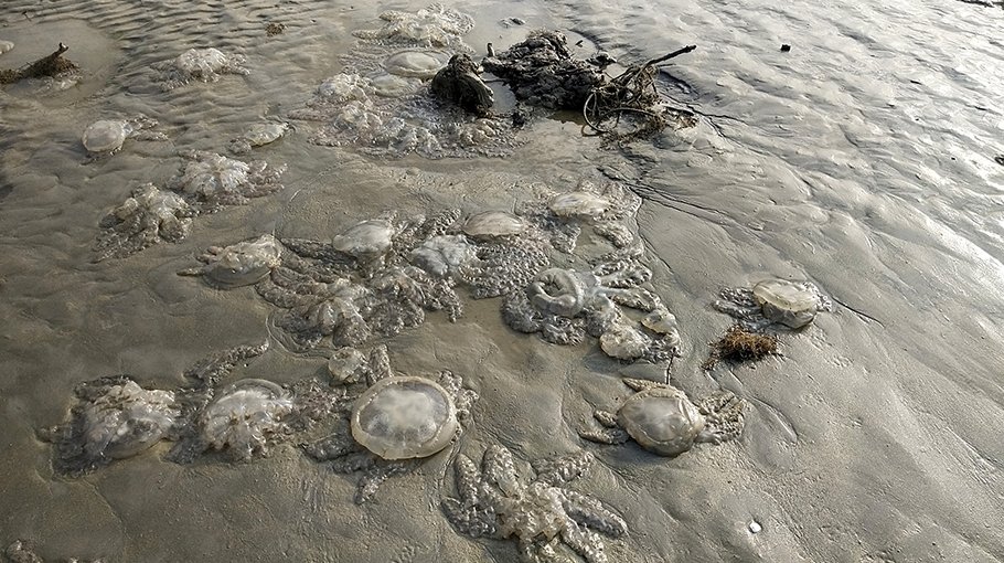 Dead jellyfish rotting on Kuakata beach