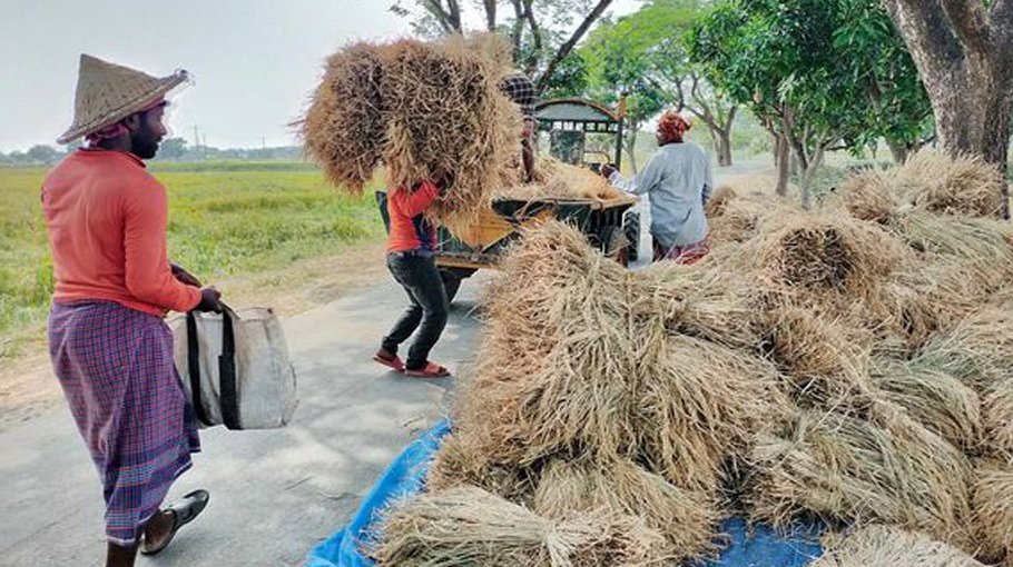 Govt procures 1.62 lakh tonnes of Aman rice in Rajshahi