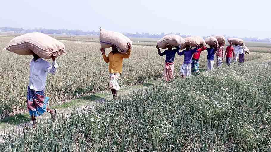 Premature onion harvest in Pabna district