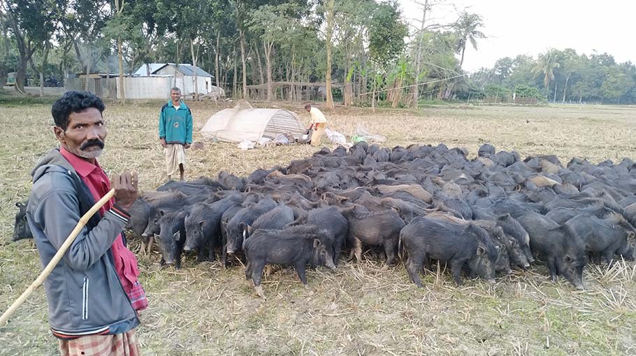 Pig keepers in Pabna struggle smart from low wages