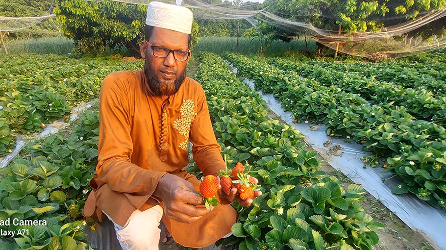 Strawberry farming gains popularity in Ishwardi 