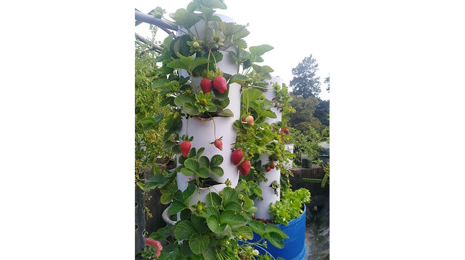 No initiative to exploit aquaponics prospects