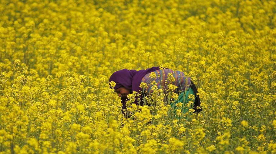 Produce more oilseed crops, be self-dependent: PM