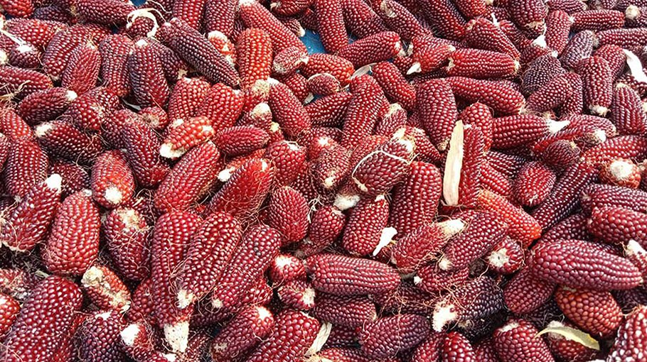 Red maize cultivation gaining ground in Sirajganj