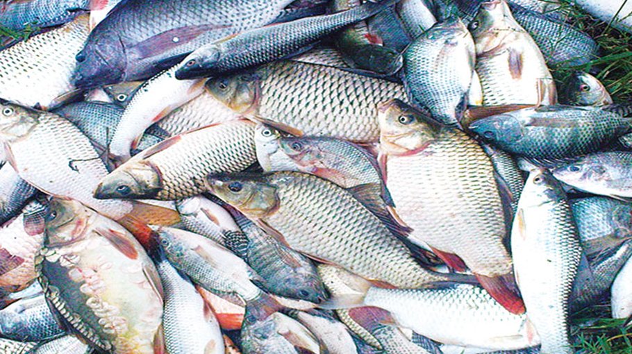 Human chain to protect Harinakundu Water bodies for fish farming 