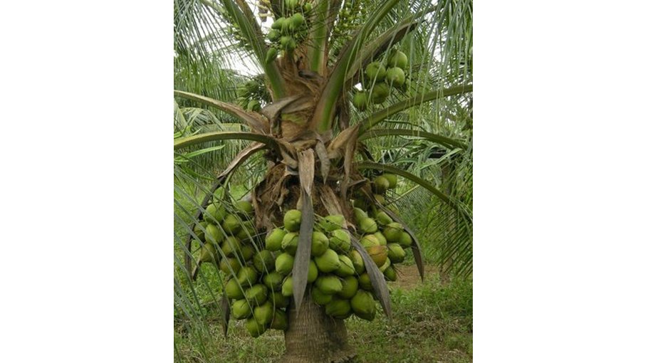 BARI holds Field Day on integrated coconut crop management