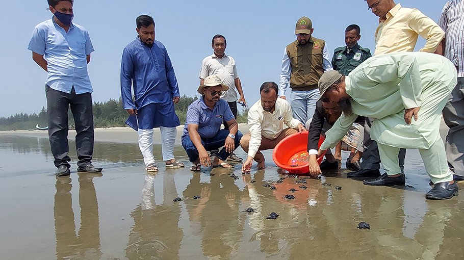 More than 200 baby turtles stranded  on Cox’s Bazar beach