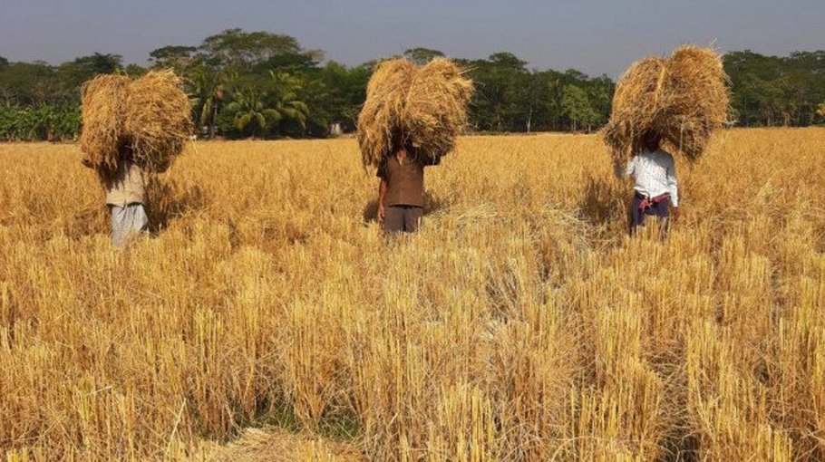 Bogura farmers getting more interested in  wheat cultivation