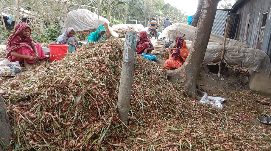 Price fall shatters dream of Jhenaidah onion farmers