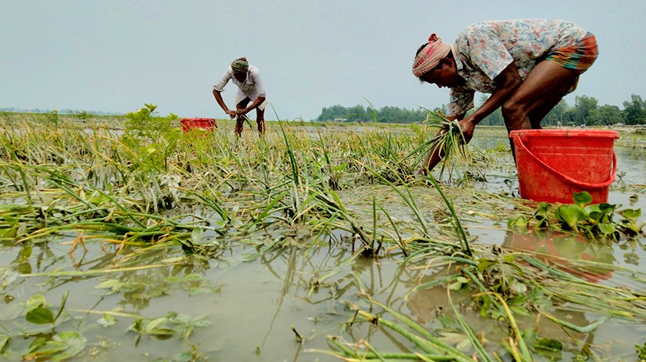 Water level rises in Kurigram, farmers facing huge losses