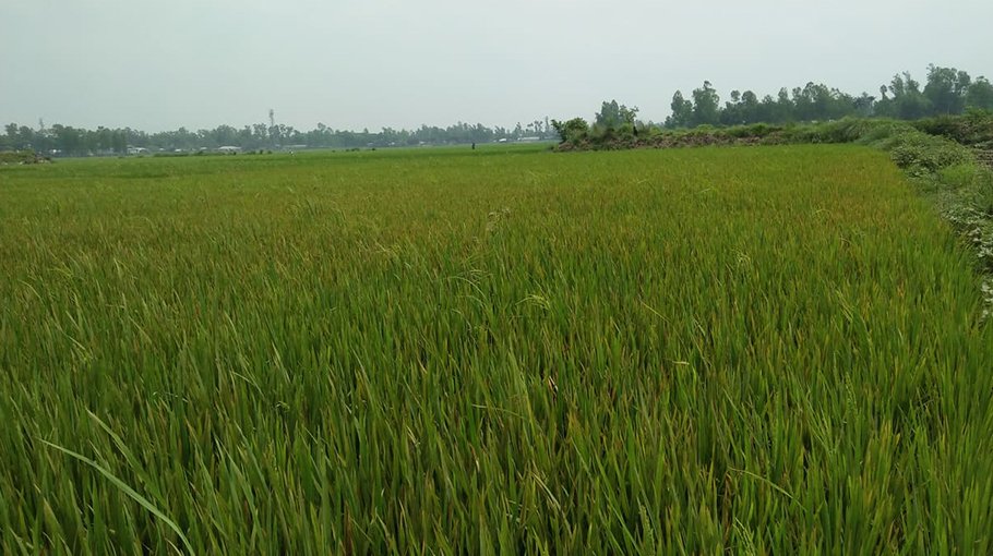 Brick kilns destroy crops in Tarash, farmers in despair