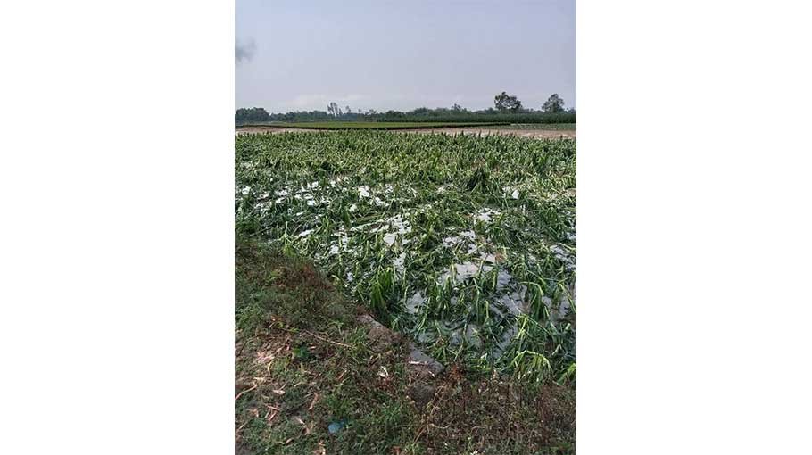 Hailstorm damages crops  in Thakurgaon