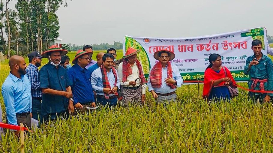 Boro harvesting festival begins in Sreemangal