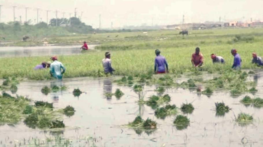 Bizarre climate may effect crop loss