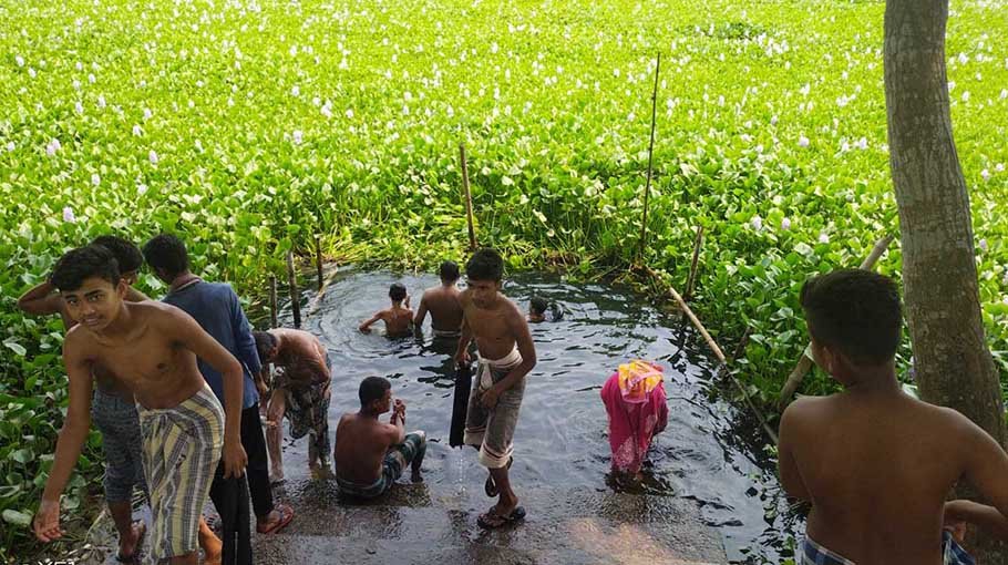 Ichamati river’s water hyacinth  becoming nuisance for locals