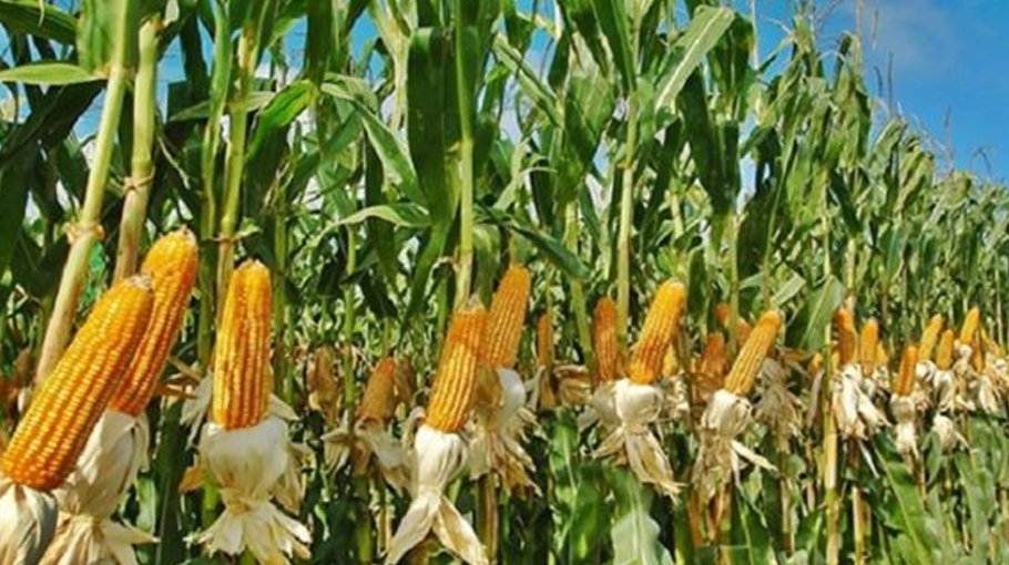67,000 tonne maize production target set for Chandpur