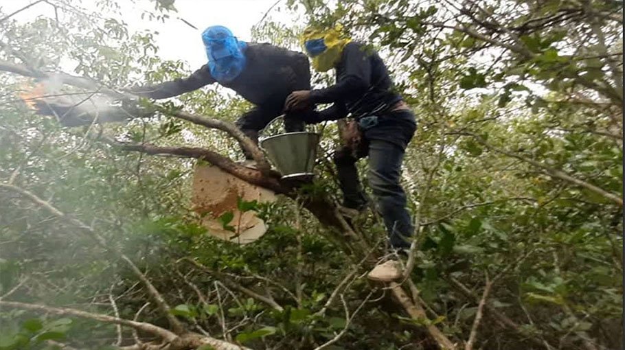 Honey collection in Sundarbans drops due to drought