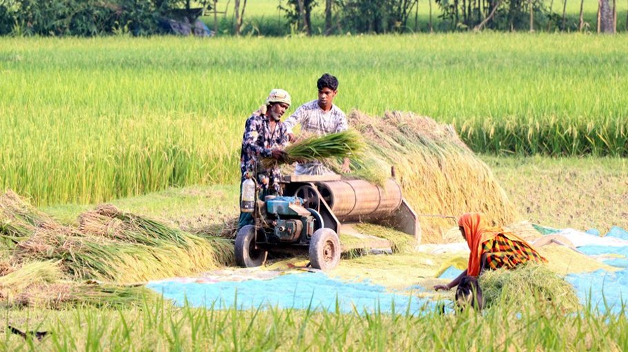 Jibannagar paddy farmers face labour shortage, uncertainty in crop harvest