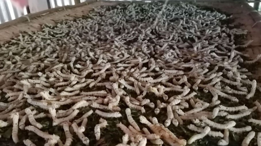 Sizzling weather hinders  sericulture