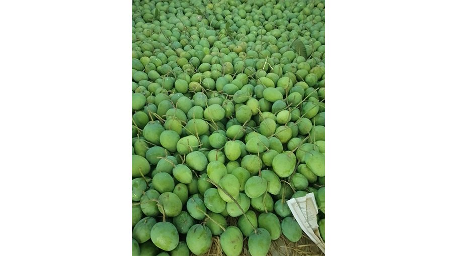 Mango harvest begins in Satkhira, large profit margin expected