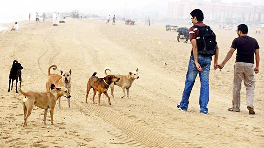 Menace of stray dogs  rises in Rajshahi