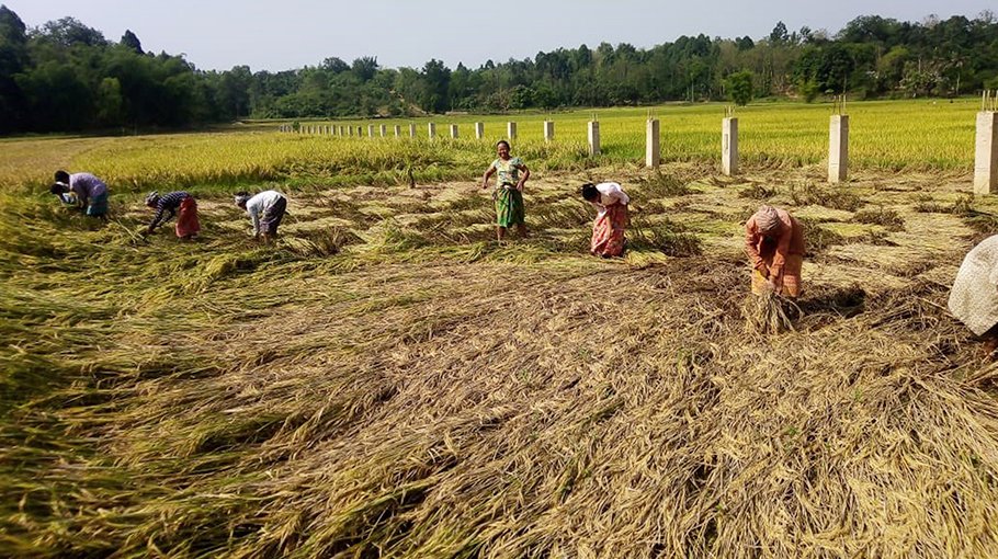 Bangabandhu paddy harvested for the first time in Bandarban