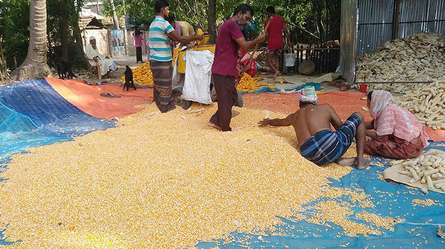 Bumper maize production in Naogaon, farmers expect for fair price
