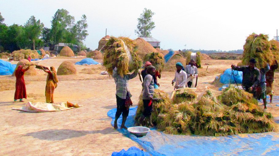 Bumper yield of paddy in Chalan Beel