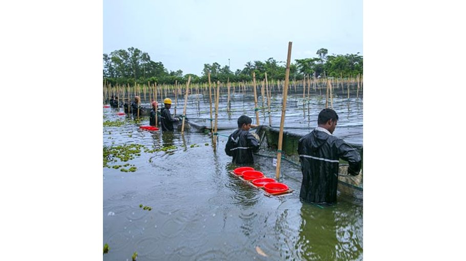 Mirsarai fish seed production farm resumes operation after 14 years