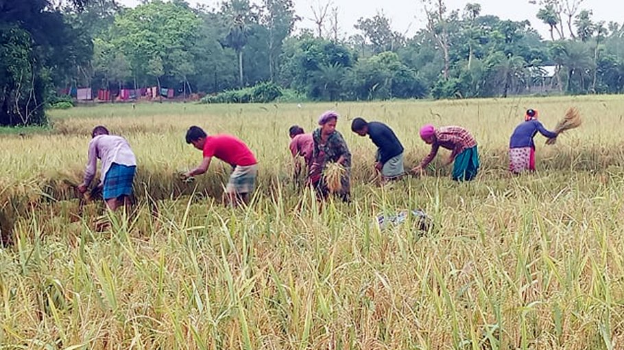 Mirsarai farmers concerned  over cyclone Asani  