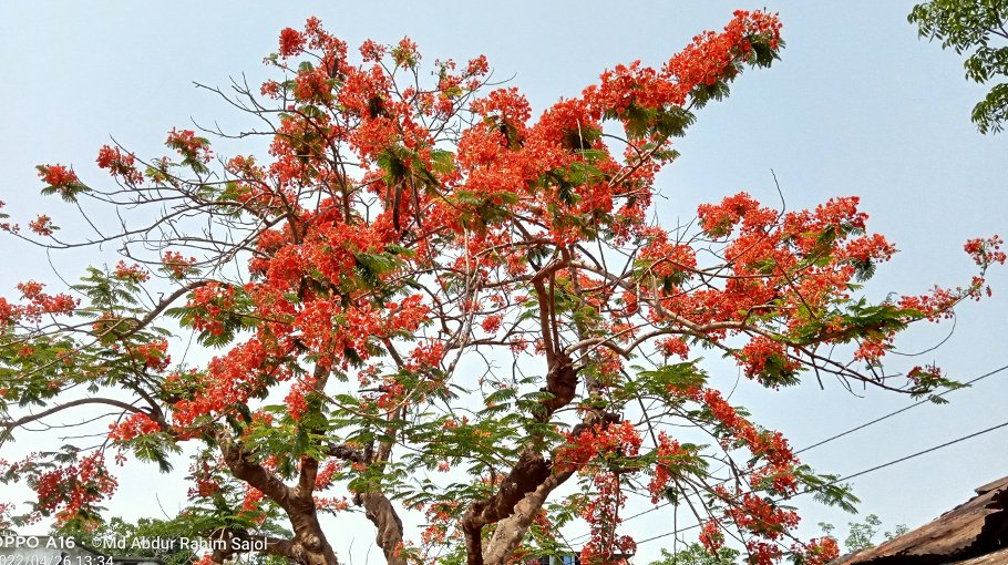 Scarlet Krishnachura brings colour to nature in Mirzaganj