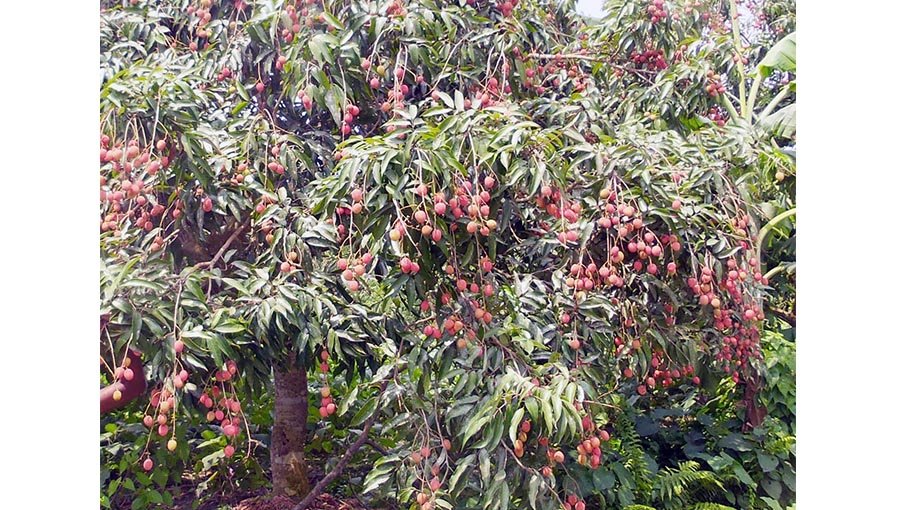 Bumper yield of Mangalbaria litchi in Kishoreganj 