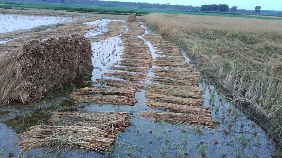Ripe paddy in Jhenaidah goes under rainwater due to Asani
