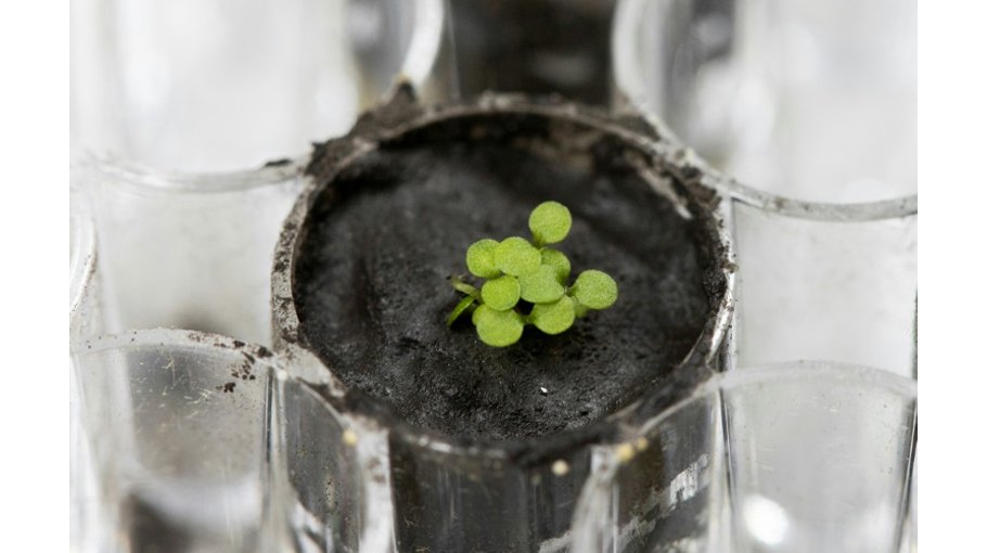 Scientists successfully grow plants on soil from the Moon