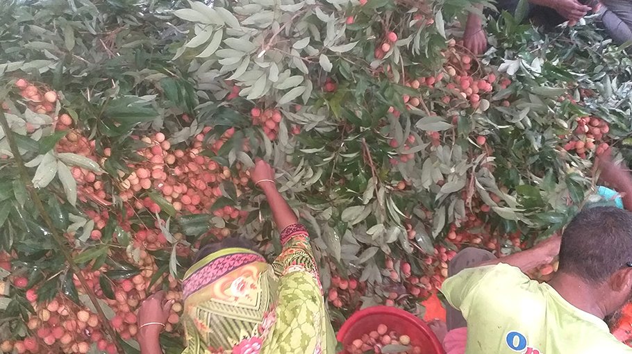 Local litchi gluts Ishwardi markets