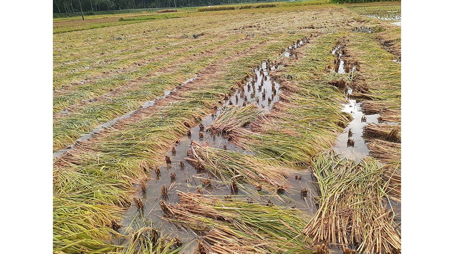 Heavy rainfall submerges paddy fields in Jibannagar