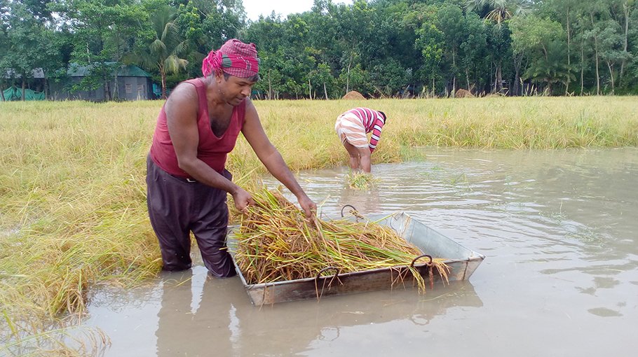 Rainwater submerges paddy in Pabna leaving farmers agonised
